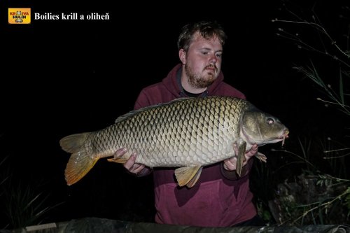 Boilies krill/oliheň