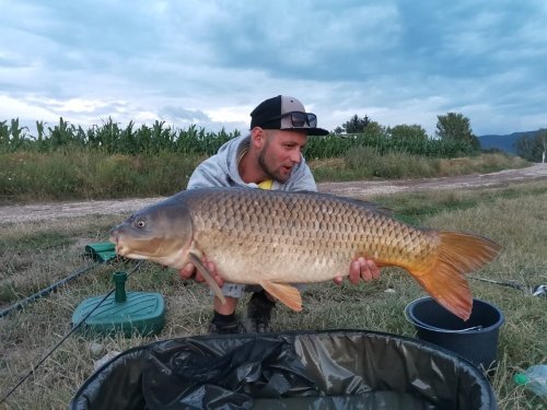 Boilies Krill/Oliheň