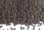 Plovoucí krmivo KOI - SPIRULINA - Coppens - Ø 6 mm - Vyberte balení: 1 kg