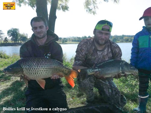 Boilies krill se švestkou a calypso