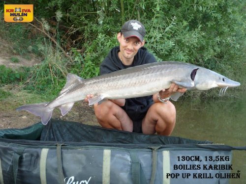 130cm, 13,5kg, boilies Karibik, pop up Krill/Oliheň