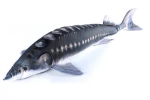 Plyšová ryba Gaby - JESETER - 120 cm