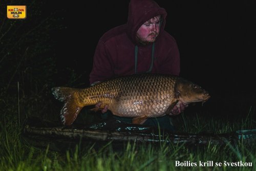 Boilies krill se švestkou