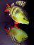 Plyšová ryba Gaby - OKOUN ŘÍČNÍ - 50 cm