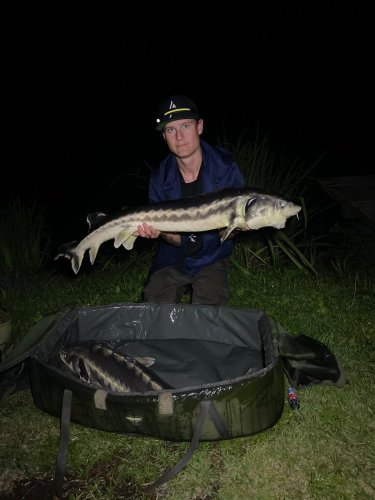 Peleta Black halibut krev + booster Calypso