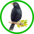 Ptactvo