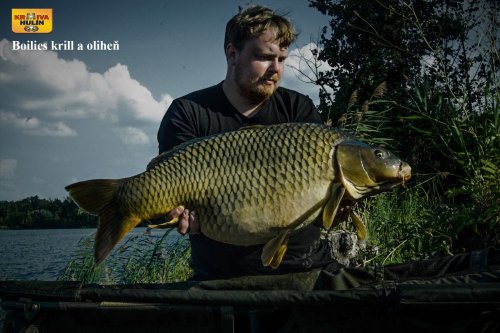 Boilies krill/oliheň