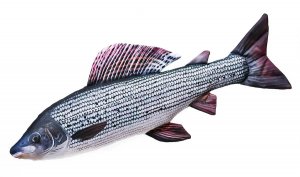 Plyšová ryba Gaby - Lipan - 65 cm
