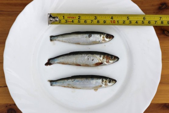 ŠPROTY BALTSKÉ CELÉ - Mražené ryby pro psy 10 cm - Vyberte balení: 500 g