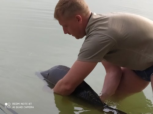 Boilies Frankfurtská klobása