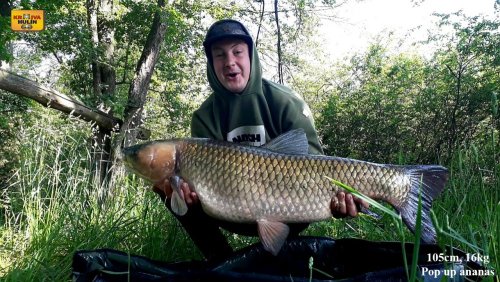 105cm, 16kg, pop up ananas 12mm