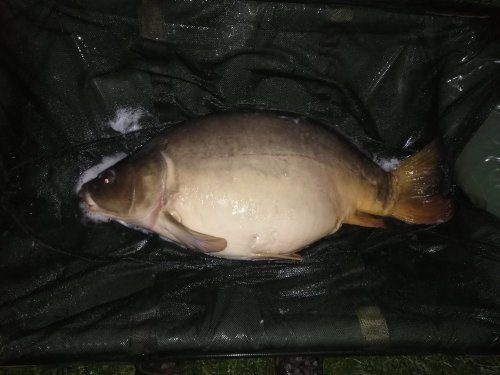 Boilies Black and White