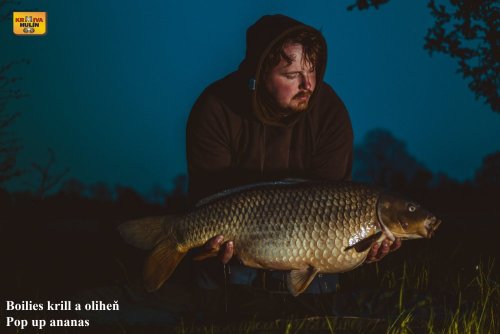 Boilies krill a oliheň, pop up ananas