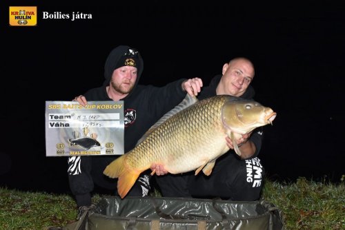 Boilies játra