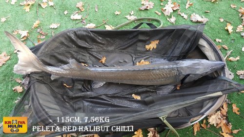 115cm, 7,56kg, peleta red halibut chilli