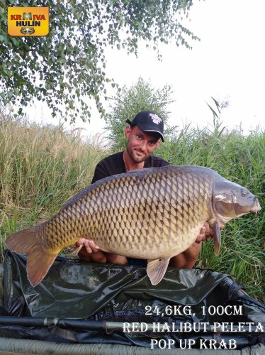 24,6kg, 100cm, peleta red halibut krev, pop up krab