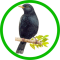 Ptactvo