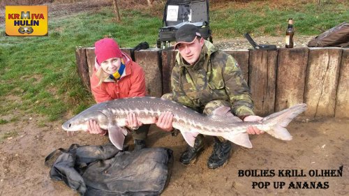 Boilies Krill/Oliheň, pop up Ananas