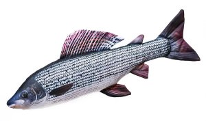 Plyšová ryba Gaby - Lipan - 65 cm (Gaby, PRLP30) | Krmiva Hulín Plyšová ryba Gaby - Lipan - 65 cm (Gaby, PRLP30) | Krmiva Hulín