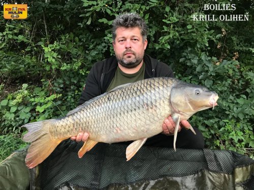 Boilies krill a oliheň