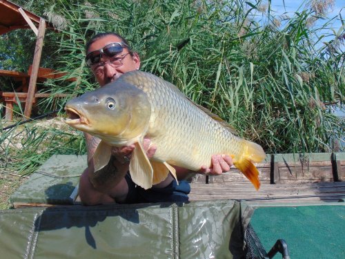 Boilies Calypso