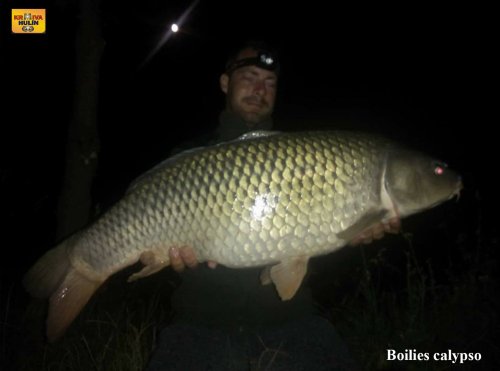 Boilies calypso