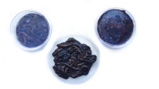 PIJAVICE KOŇSKÉ - Mražené - Počet ks: cca 50 ks