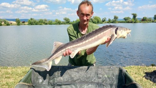 Boilies Jeseter