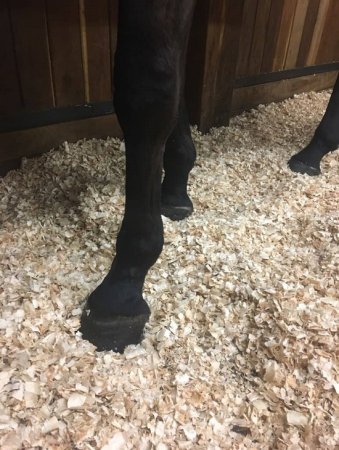 PODESTÝLKA ProBioBED CLASIC zelená - Sterilní, bezprašné, měkké hobliny - 550 L