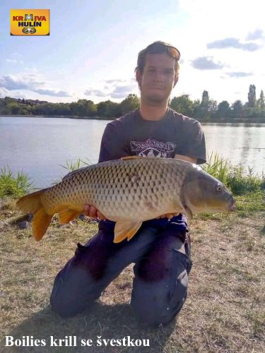 Boilies krill se švestkou