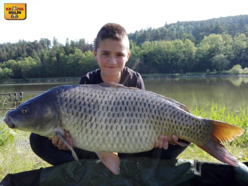 Boilies mléčná kukuřice.