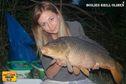 Boilies Krill/Oliheň