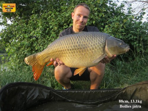 88cm, 13,1kg, boilies játra