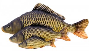 Plyšová ryba Gaby - KAPOR šupináč mini 36 cm