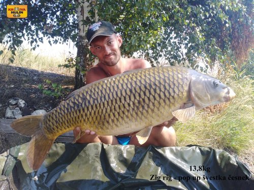 13,8kg, zig rig - pop up švestka/česnek