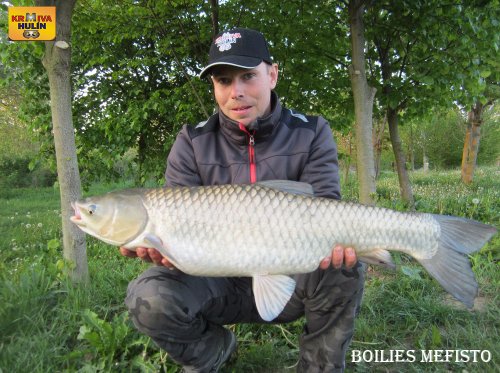 Boilies mefisto