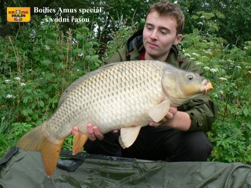 Boilies amur, svazová voda