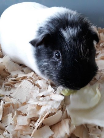 PODESTÝLKA ProBioBED PLUS žlutá - S laktobacilovou kulturou - 550 L