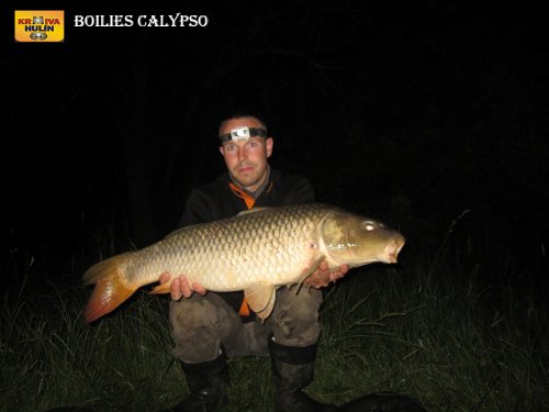Boilies calypso