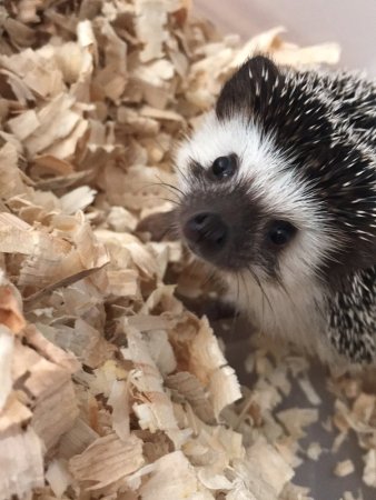 PODESTÝLKA ProBioBED PLUS žlutá - S laktobacilovou kulturou - 550 L