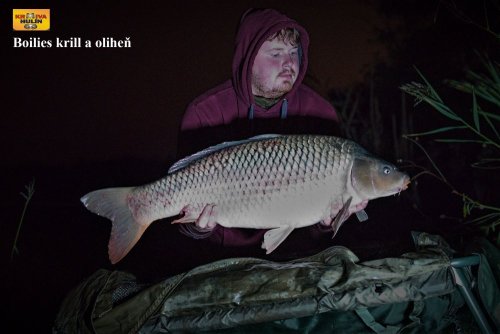 Boilies krill/oliheň