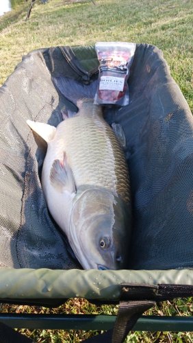 Boilies Pikantní krill