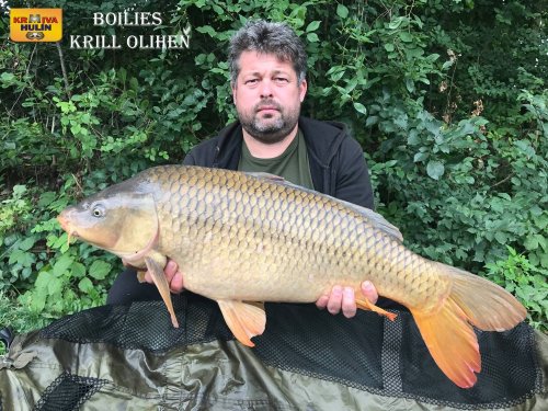 Boilies krill a oliheň