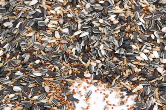 Krmivo Avest - PRO STŘEDNÍ PAPOUŠKY 08 - Vyberte balení: 1 kg