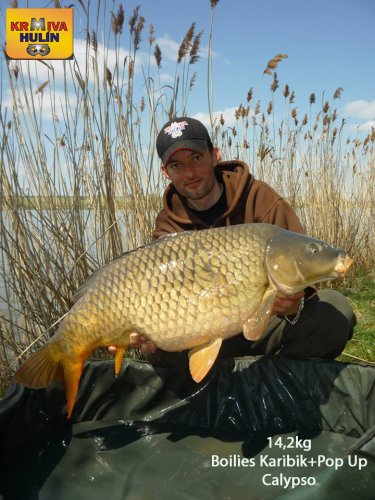 14,2kg, boilies Karibik, pop up Calypso