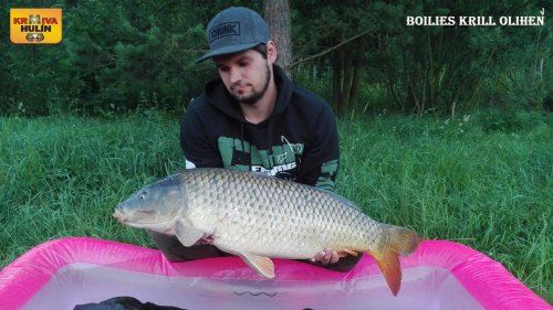 Boilies Krill/Oliheň, pop up Krill/Oliheň