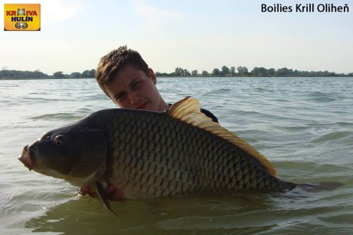 Boilies Krill/Oliheň
