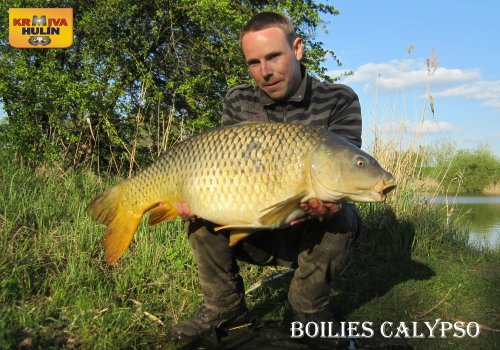 Boilies calypso