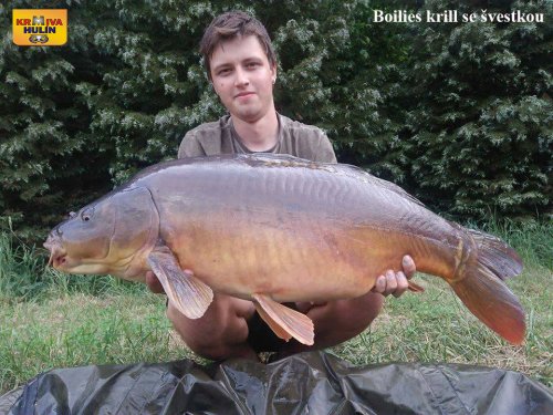 Boilies krill se švestkou