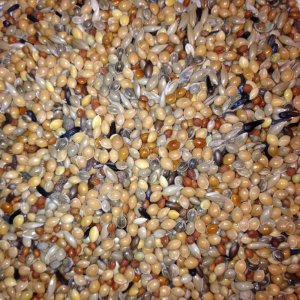 Krmivo Avest - PRO ASTRILDOVITÉ 06 (Avest, KRAS06-1) | Krmiva Hulín Krmivo Avest - PRO ASTRILDOVITÉ 06 (Avest, KRAS06-1) | Krmiva Hulín